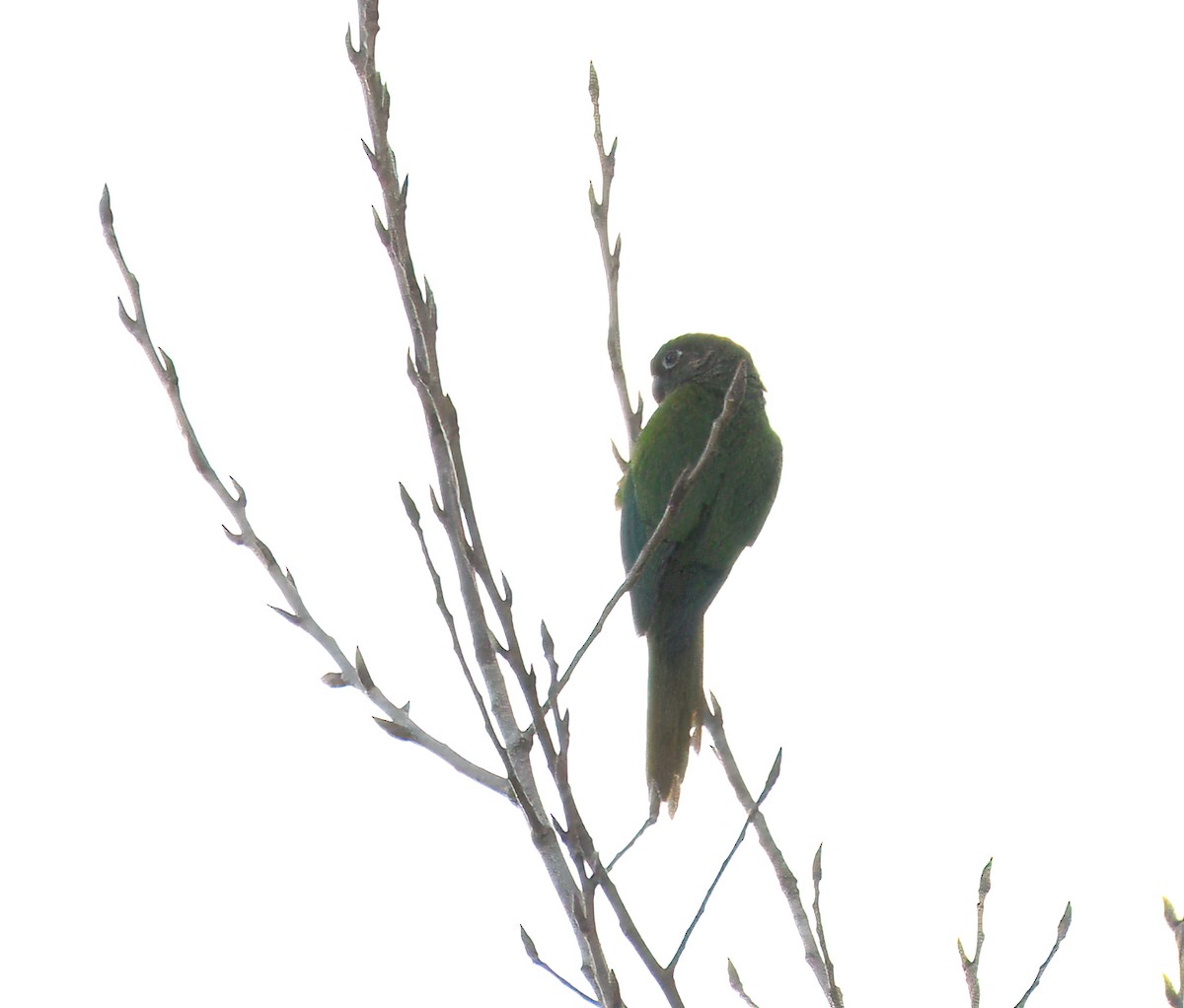 Maroon-bellied Parakeet (Green-tailed) - David Swain