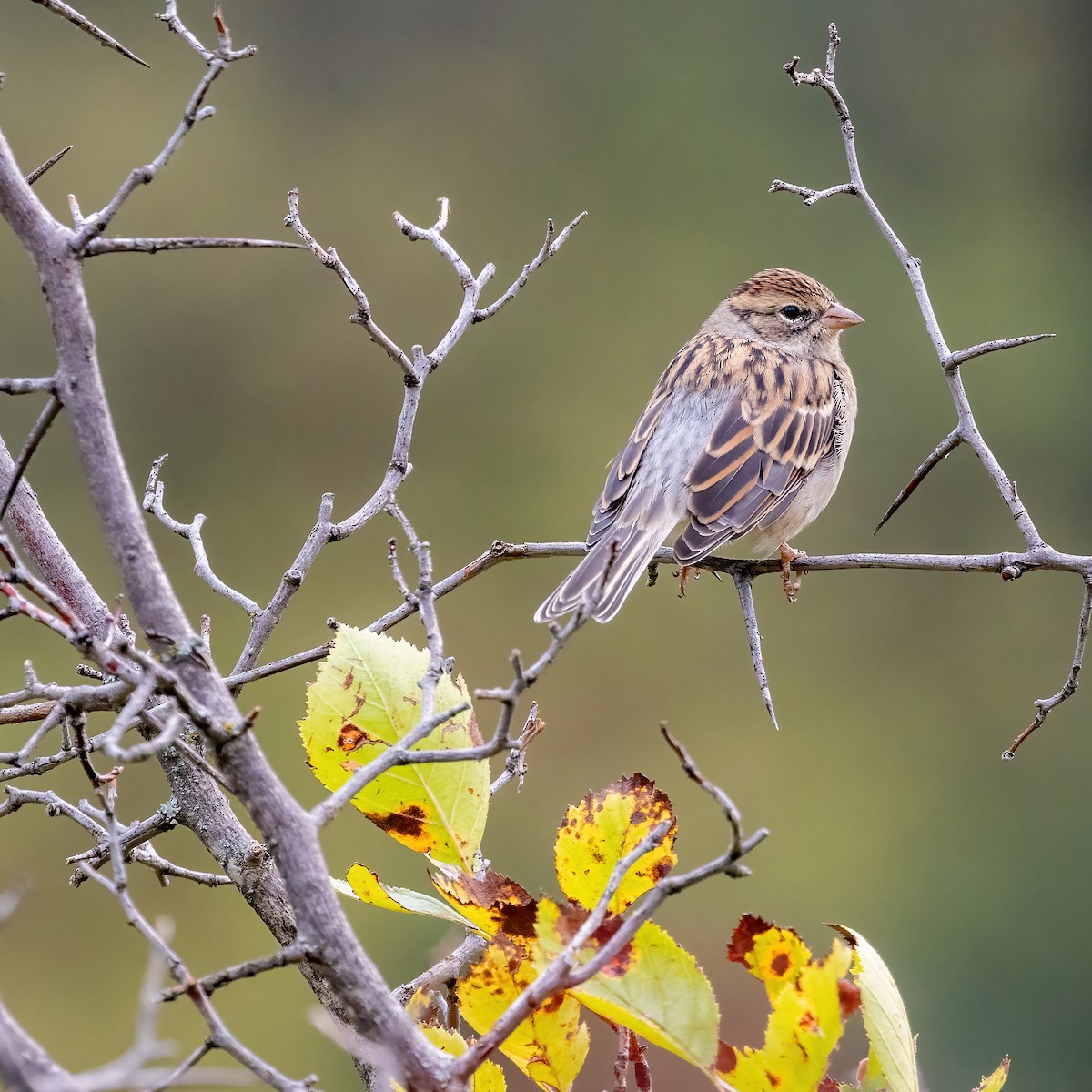 Chipping Sparrow - ML608498554