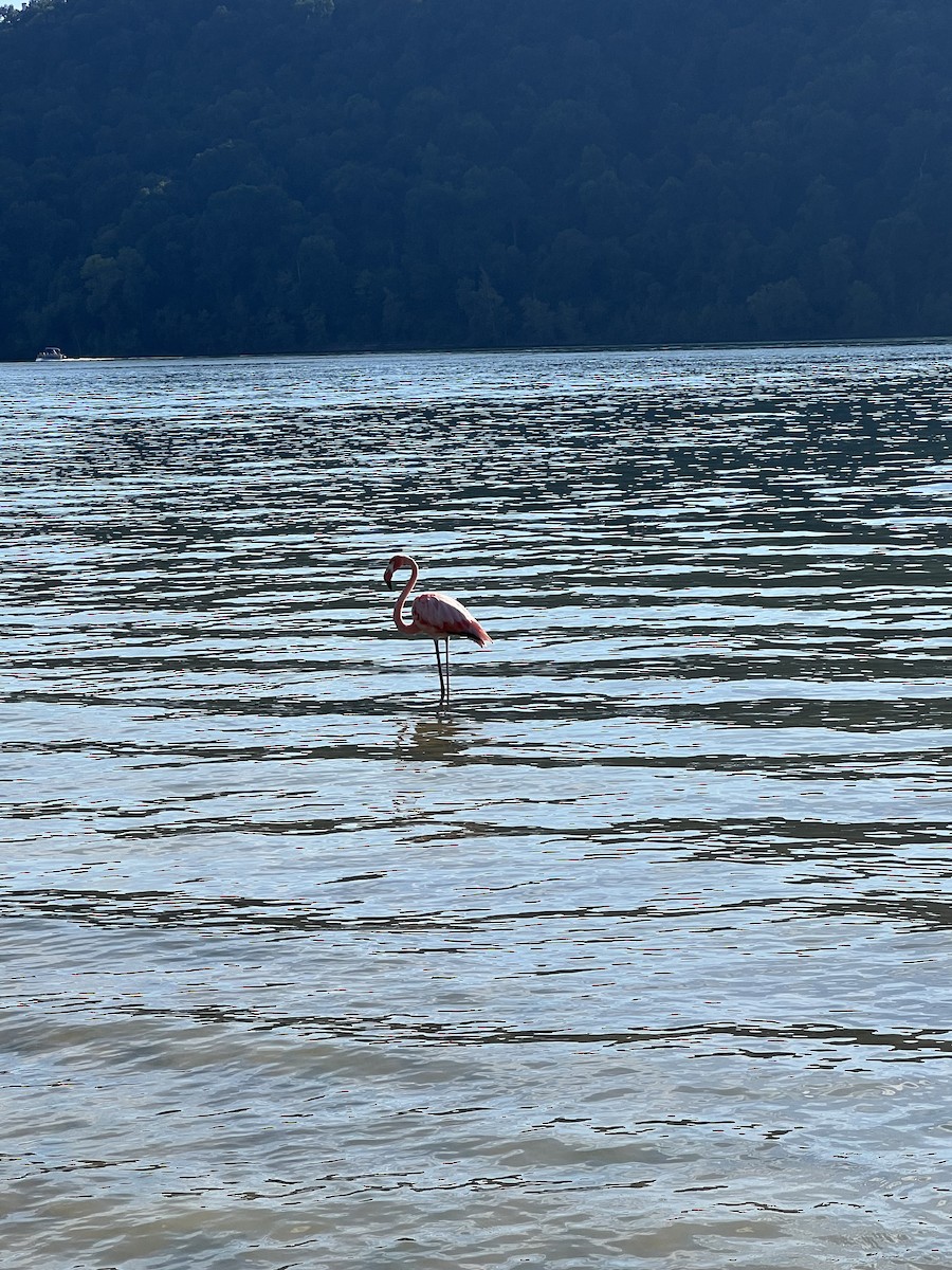 eBird Checklist 4 Sep 2023 Twin Knobs Rec. Area 0 species (+1