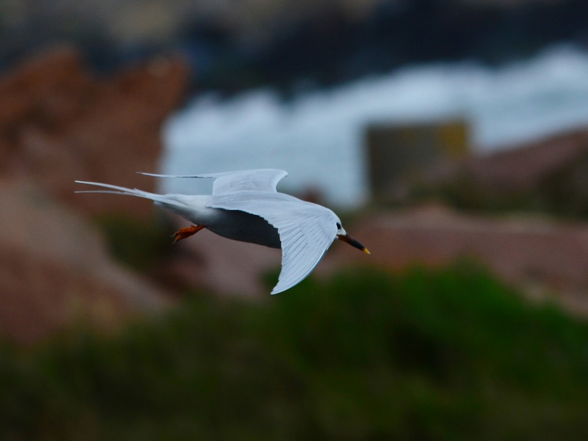 Snowy-crowned Tern - ML608499429
