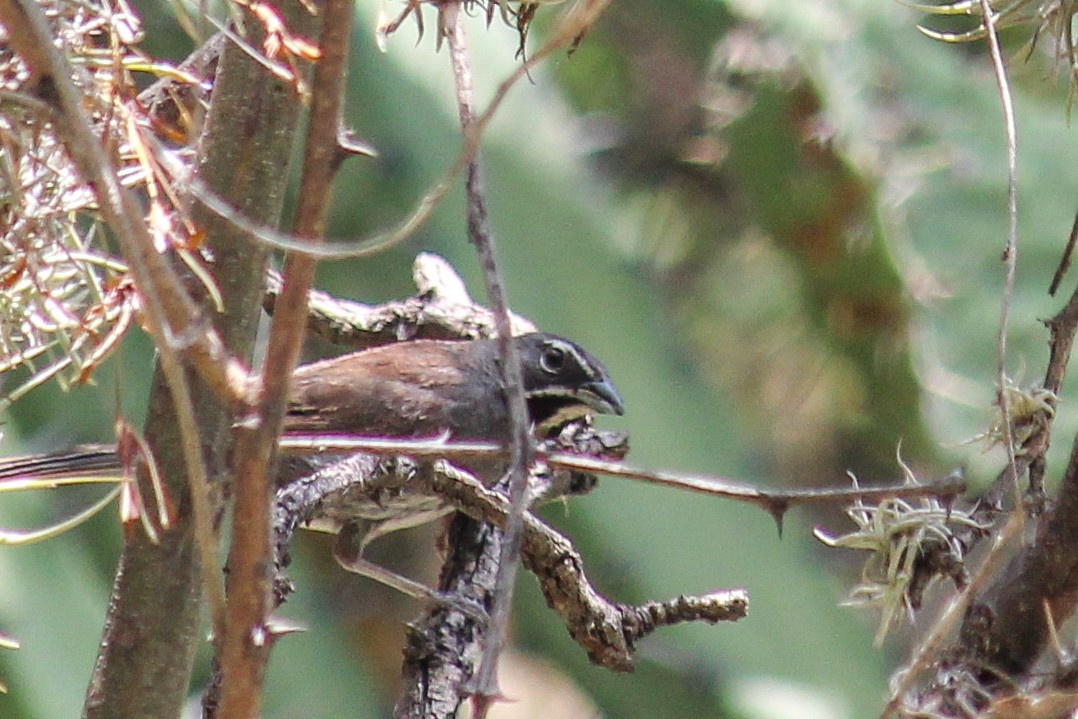 Five-striped Sparrow - ML608499556