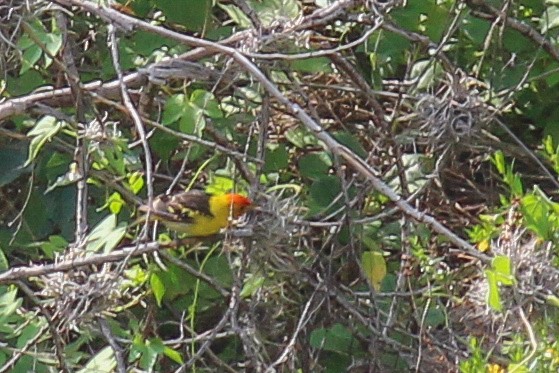 Western Tanager - ML608499610