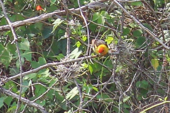 Western Tanager - ML608499611