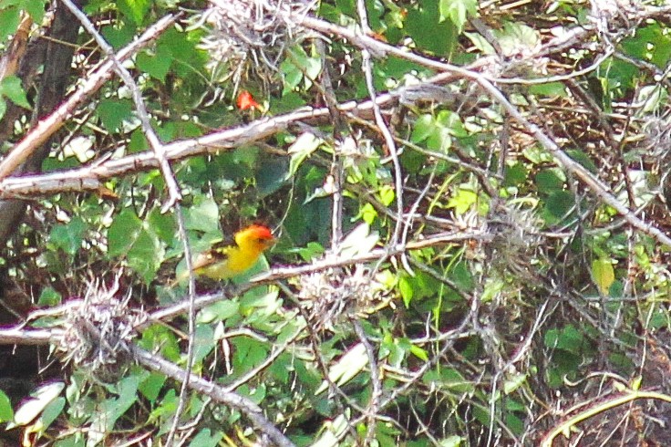 Western Tanager - ML608499613