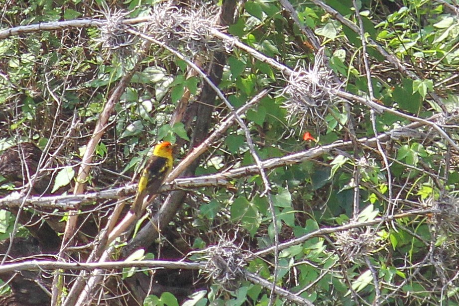 Western Tanager - ML608499614