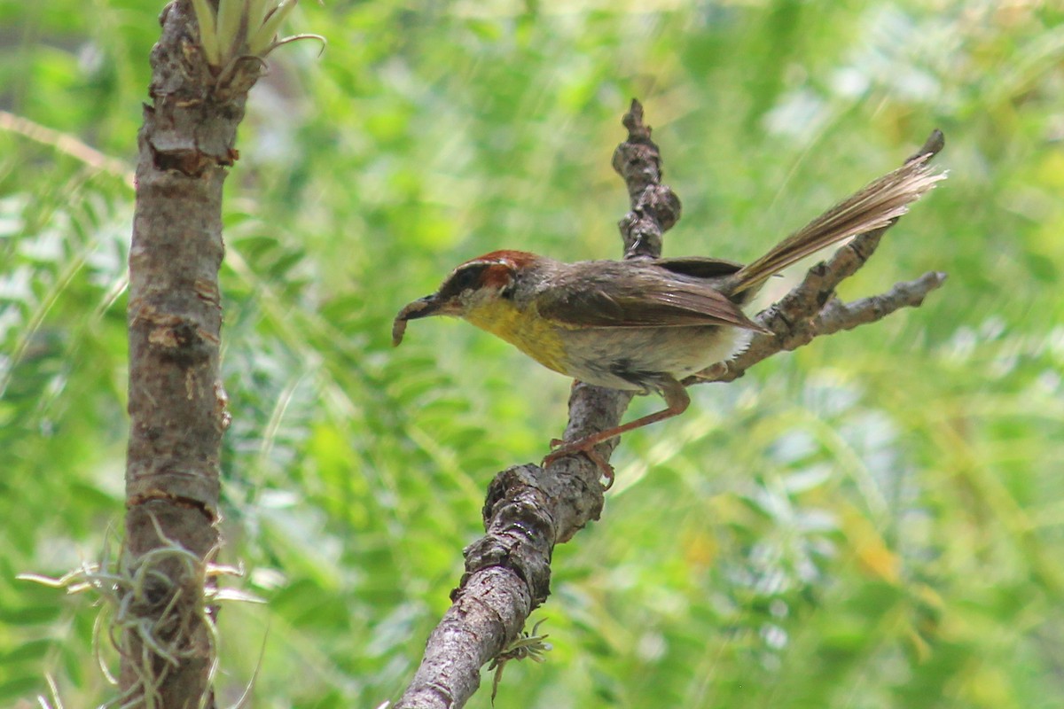 Rufous-capped Warbler - ML608499723