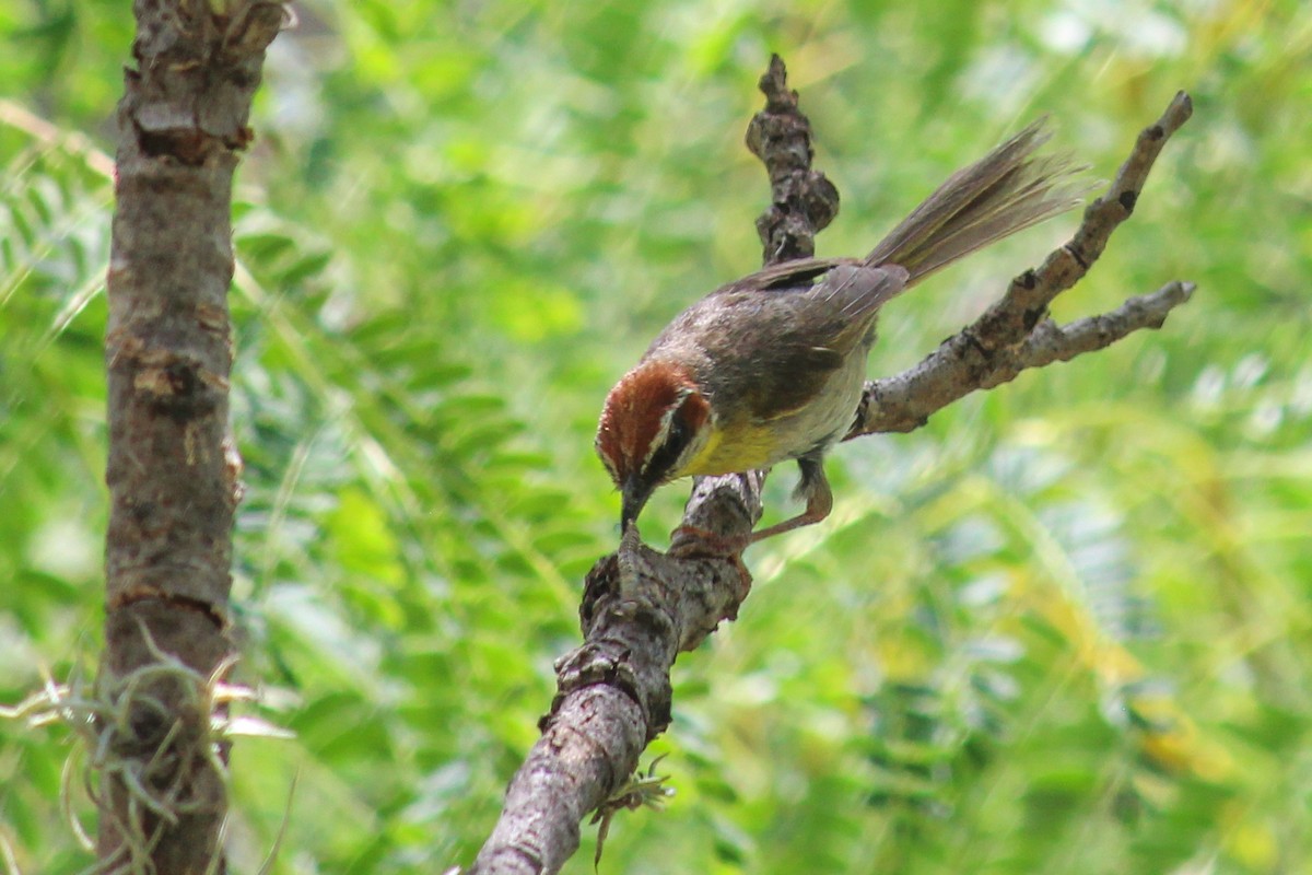 Rufous-capped Warbler - ML608499724