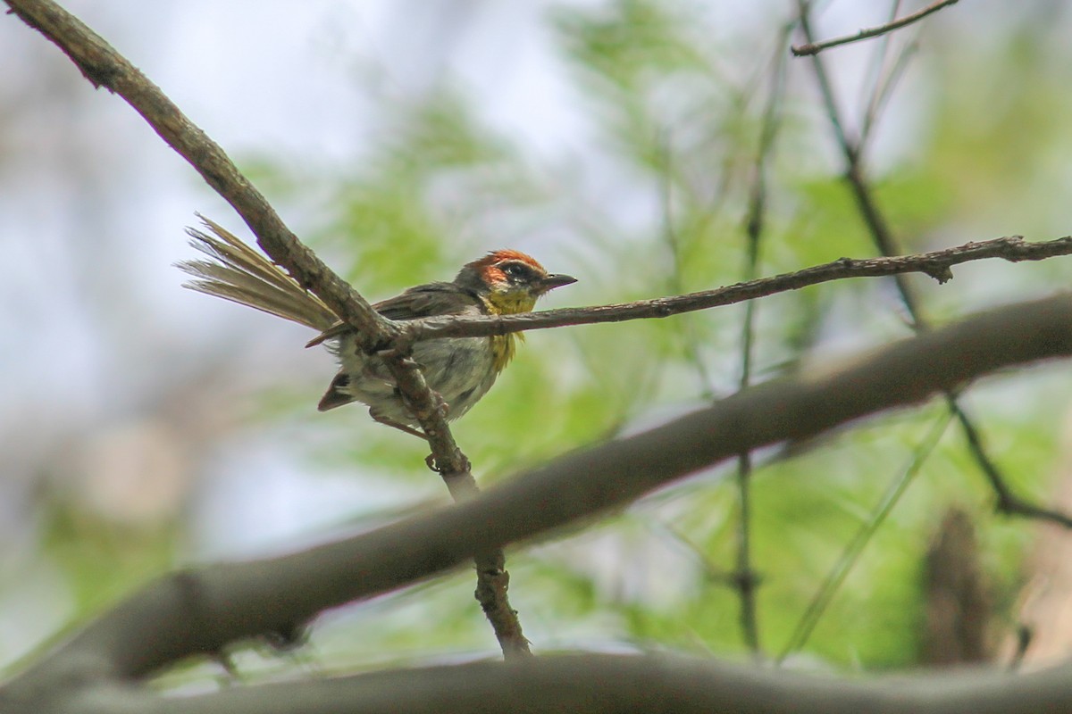 Rufous-capped Warbler - ML608499725