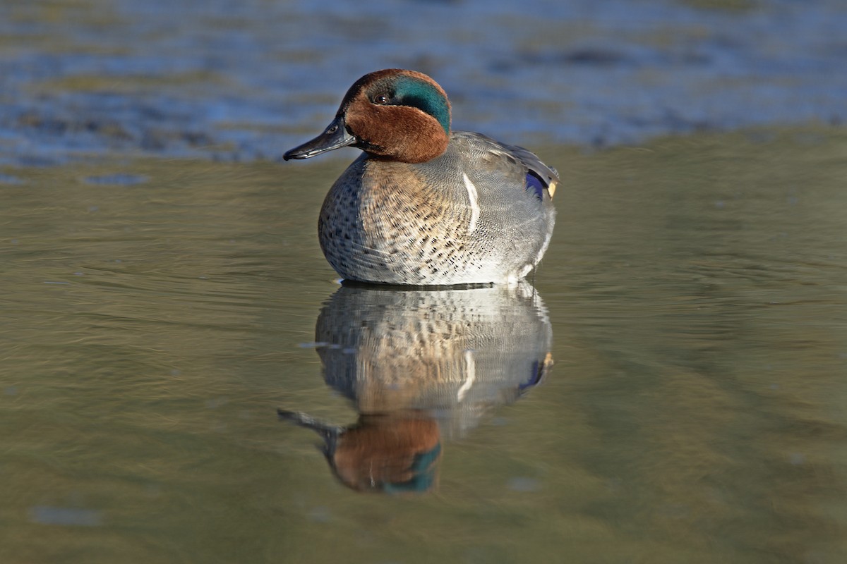 Green-winged Teal - ML608500240