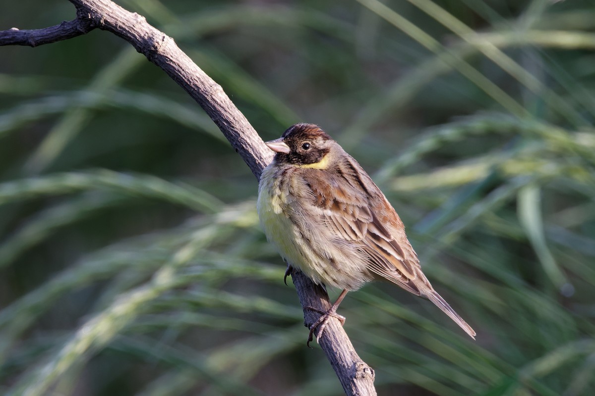 Yellow-breasted Bunting - ML608500917