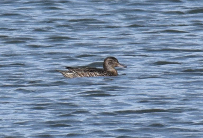Green-winged Teal - ML608500941