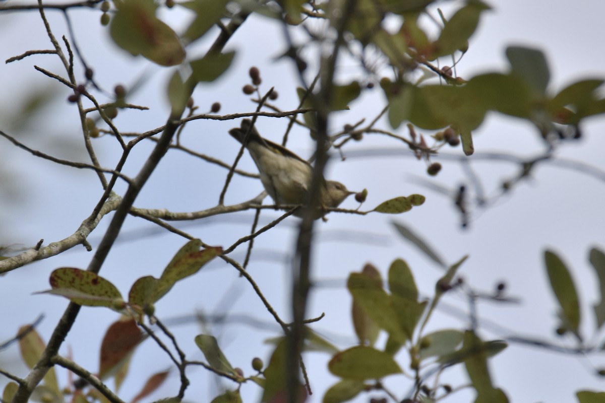 Cape May Warbler - ML608501288