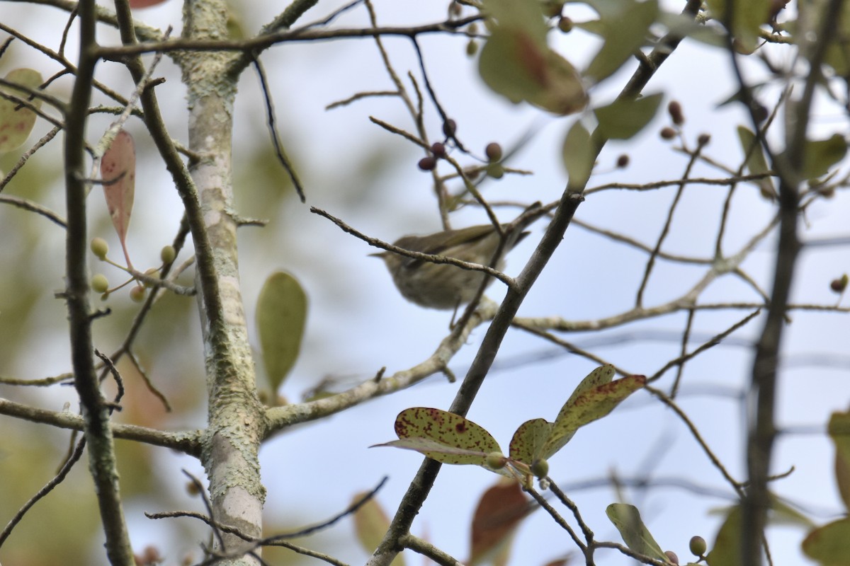 Cape May Warbler - ML608501289