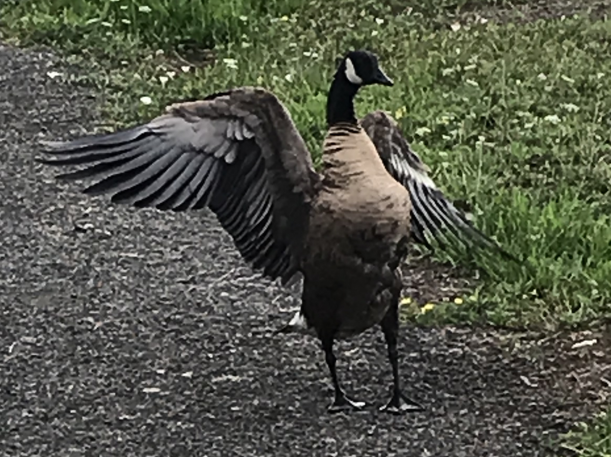 Canada Goose (occidentalis/fulva) - ML608501337