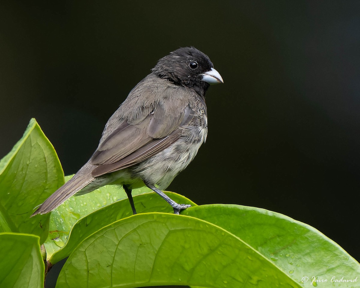 Yellow-bellied Seedeater - ML608501633