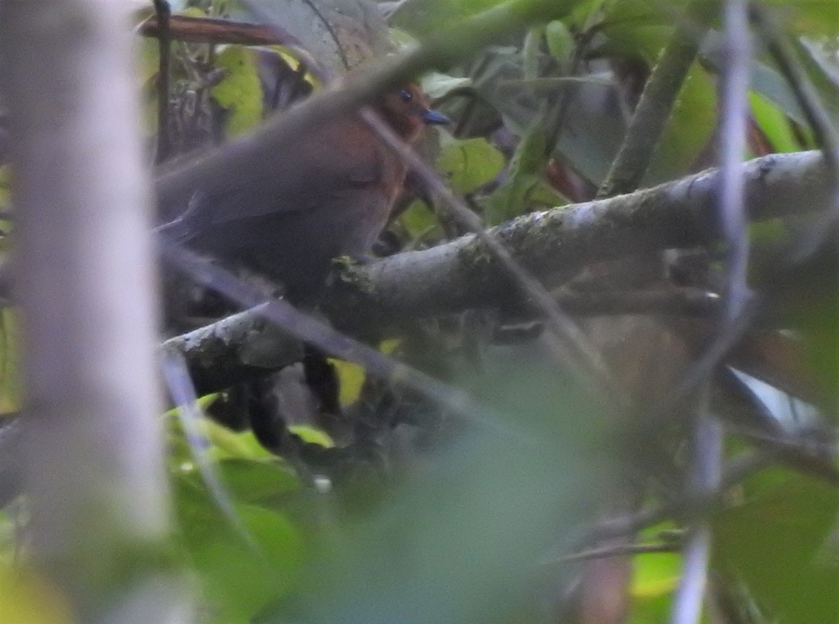 Chestnut-throated Spinetail - ML608502173