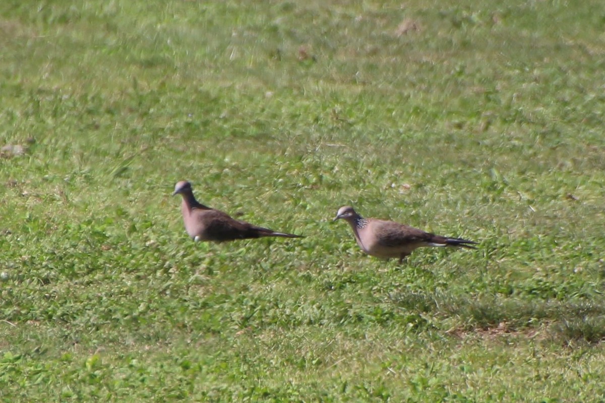 Spotted Dove - ML608502301