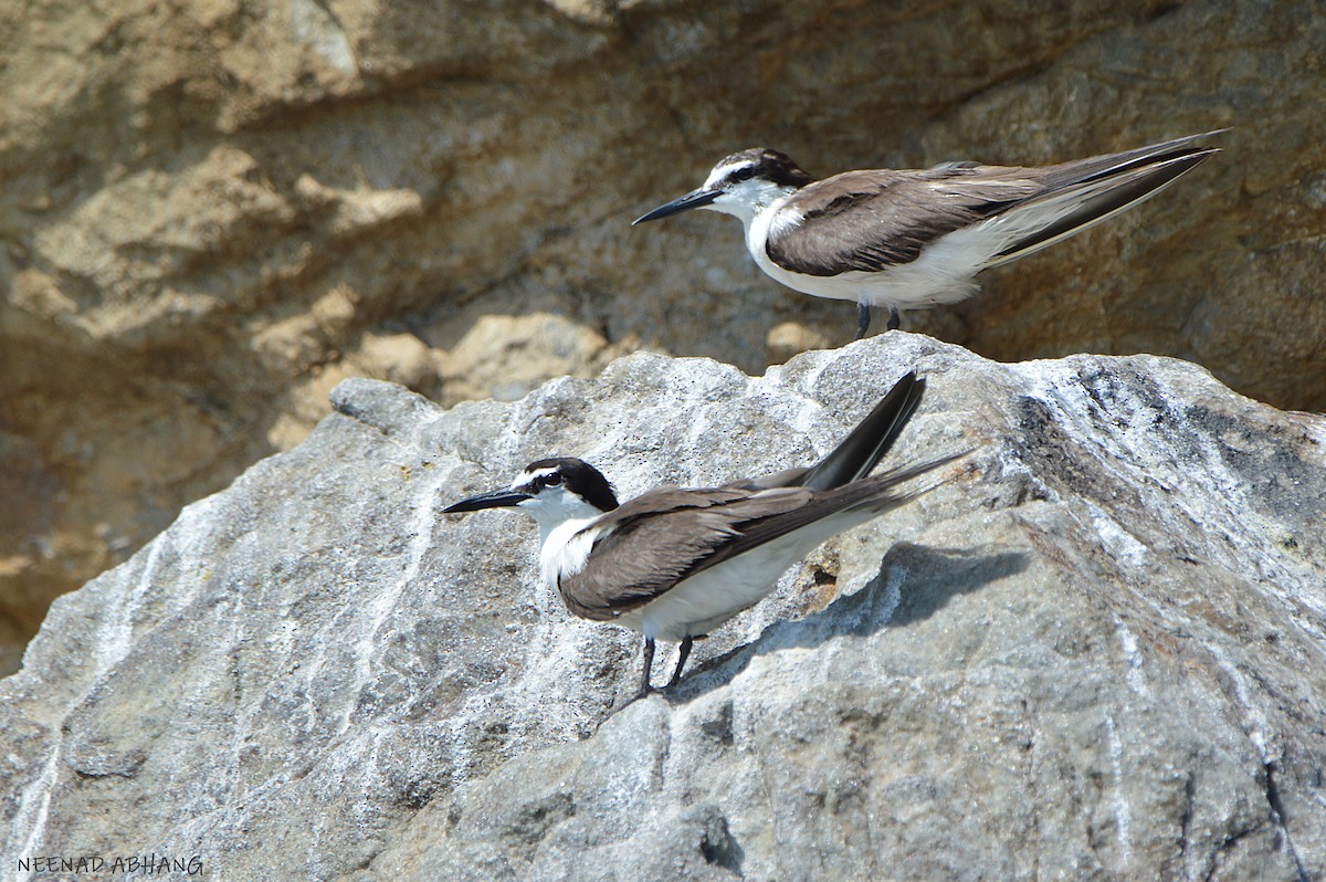 Bridled Tern - ML608502671