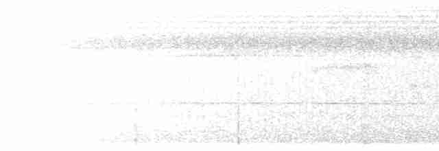 White-necked Babbler - ML608502727