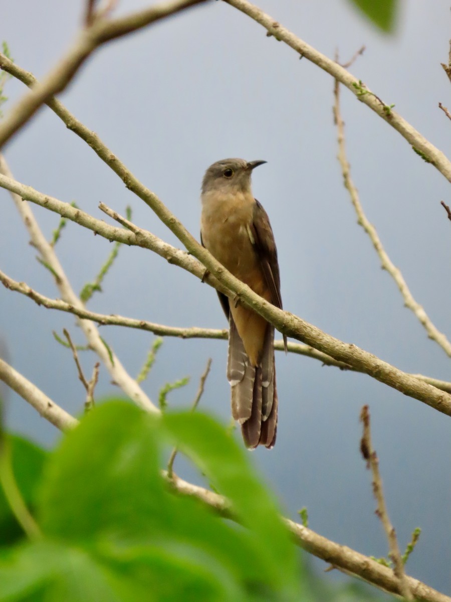 Brush Cuckoo (Sunda) - ML608503136