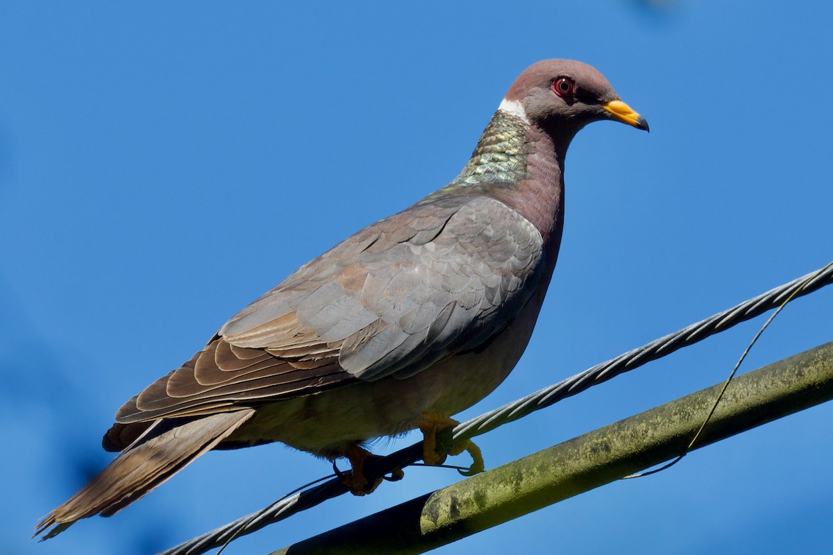 Band-tailed Pigeon - ML608503160