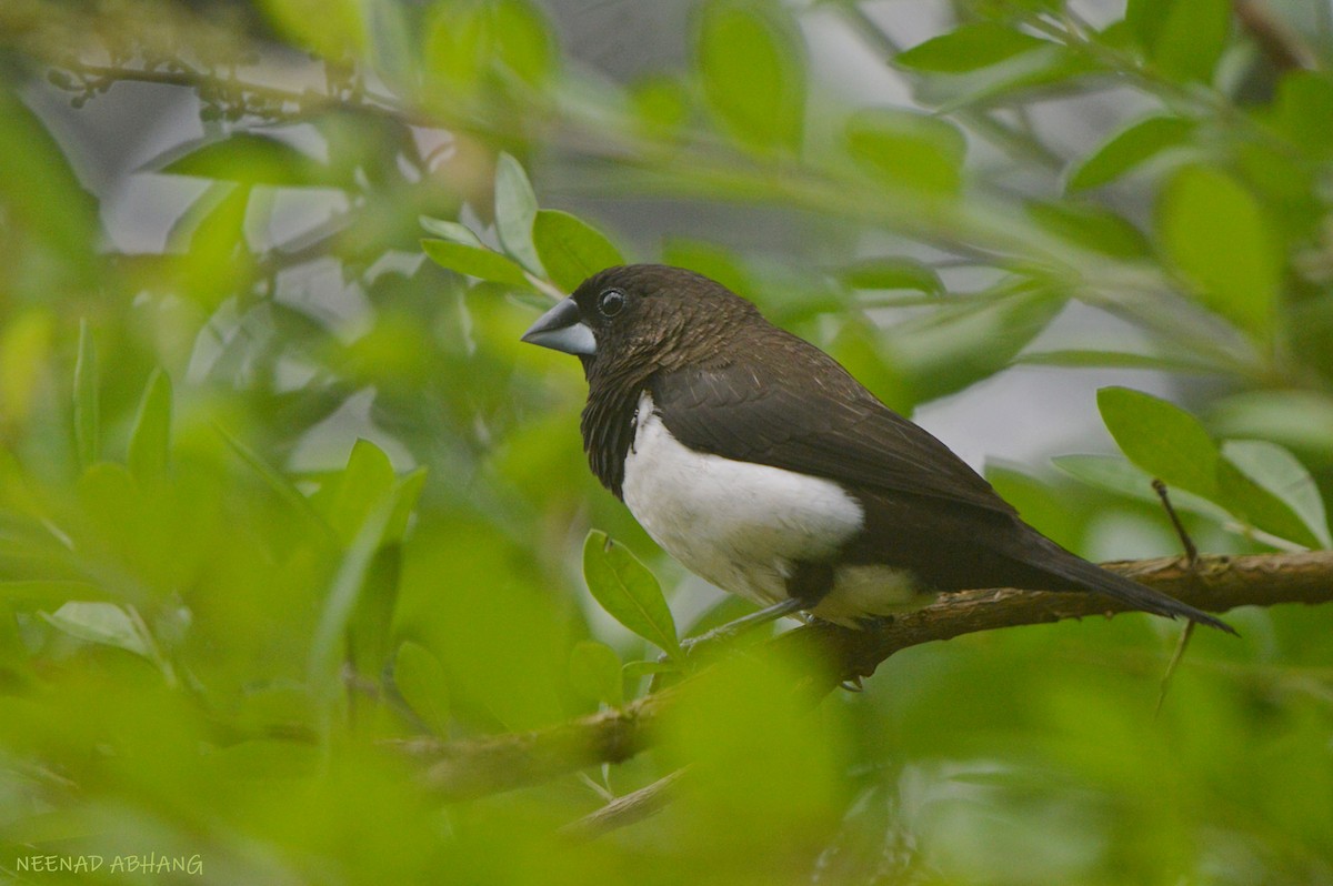 White-rumped Munia - ML608503231