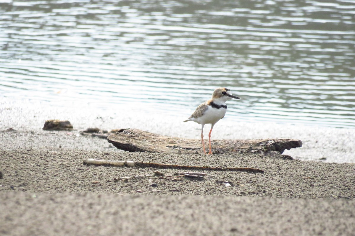 Collared Plover - ML608503424