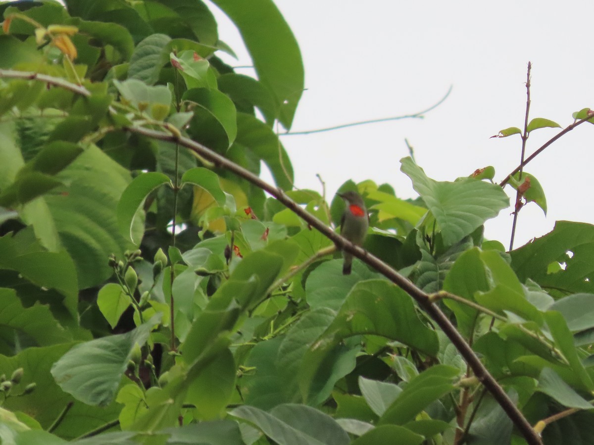 Olive-crowned Flowerpecker - ML608503437