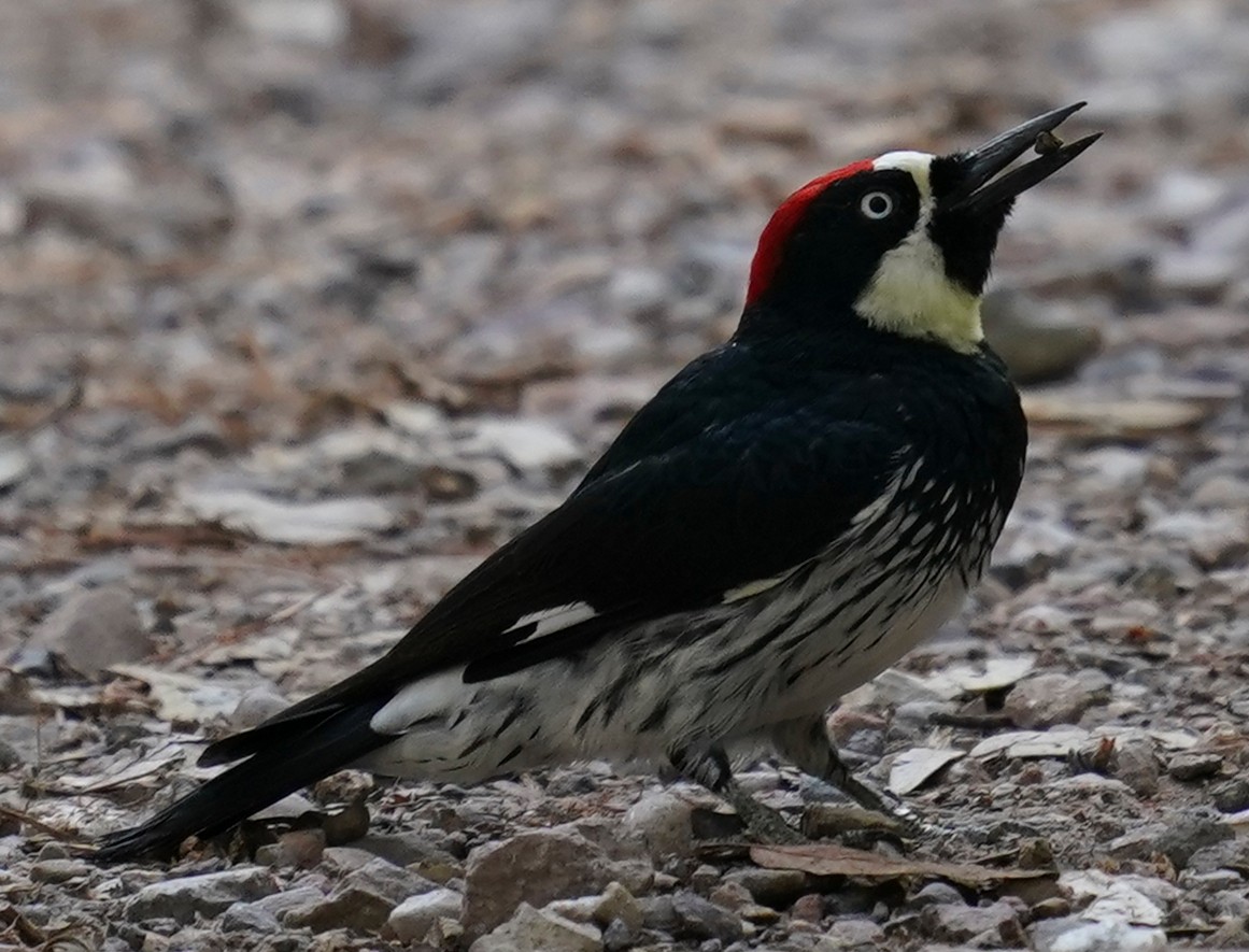 Acorn Woodpecker - ML608503454