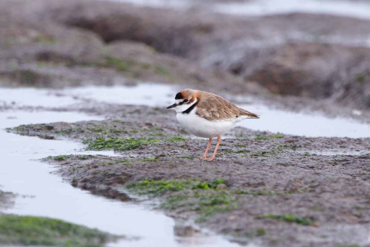 Collared Plover - ML608503479