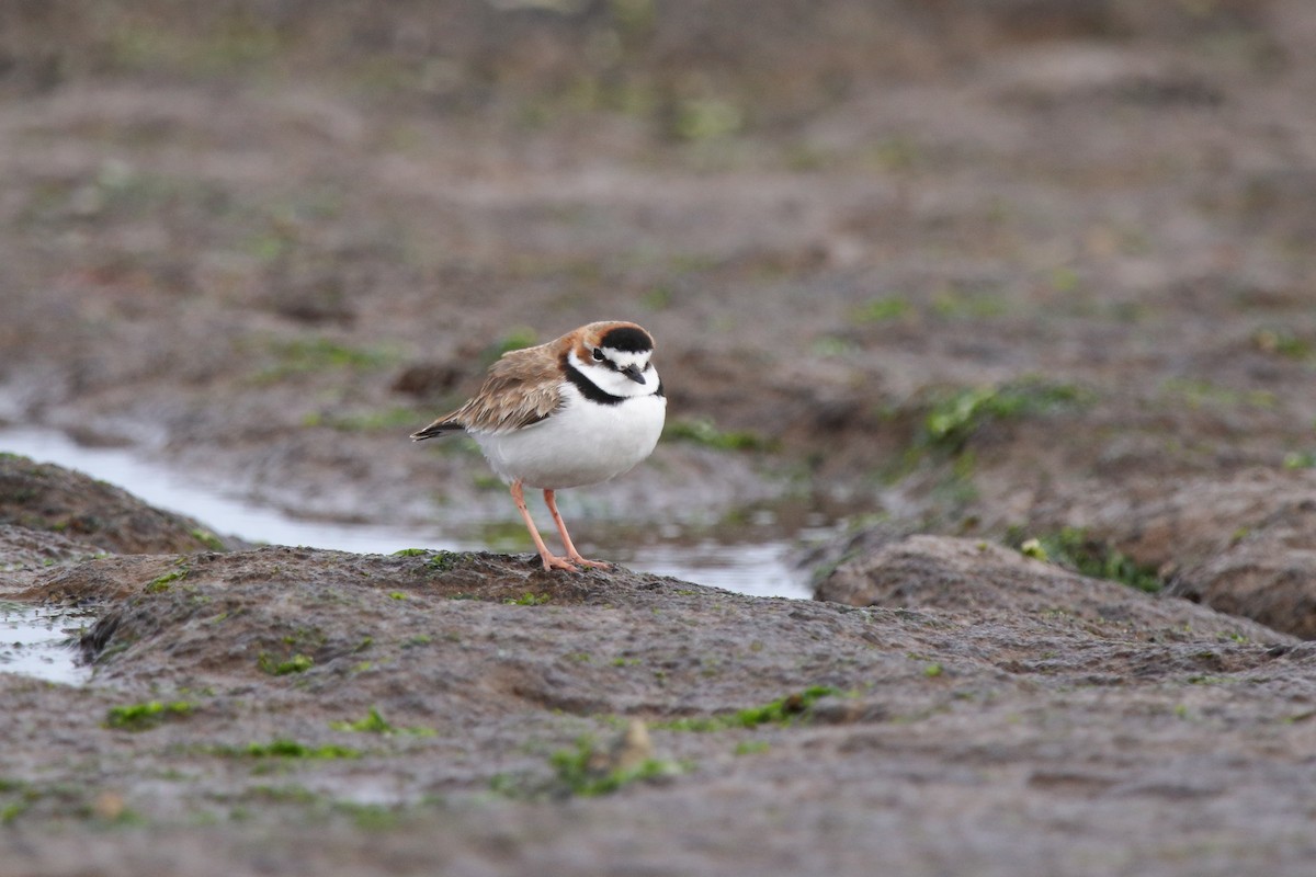 Collared Plover - ML608503480