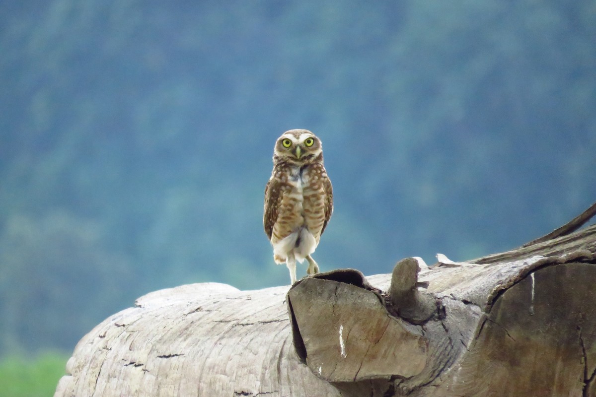 Burrowing Owl - ML608503536