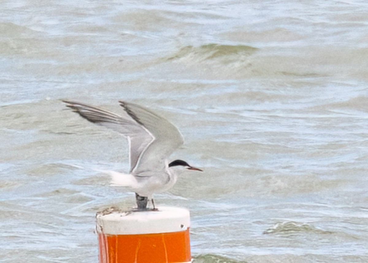 Common Tern - ML608503615
