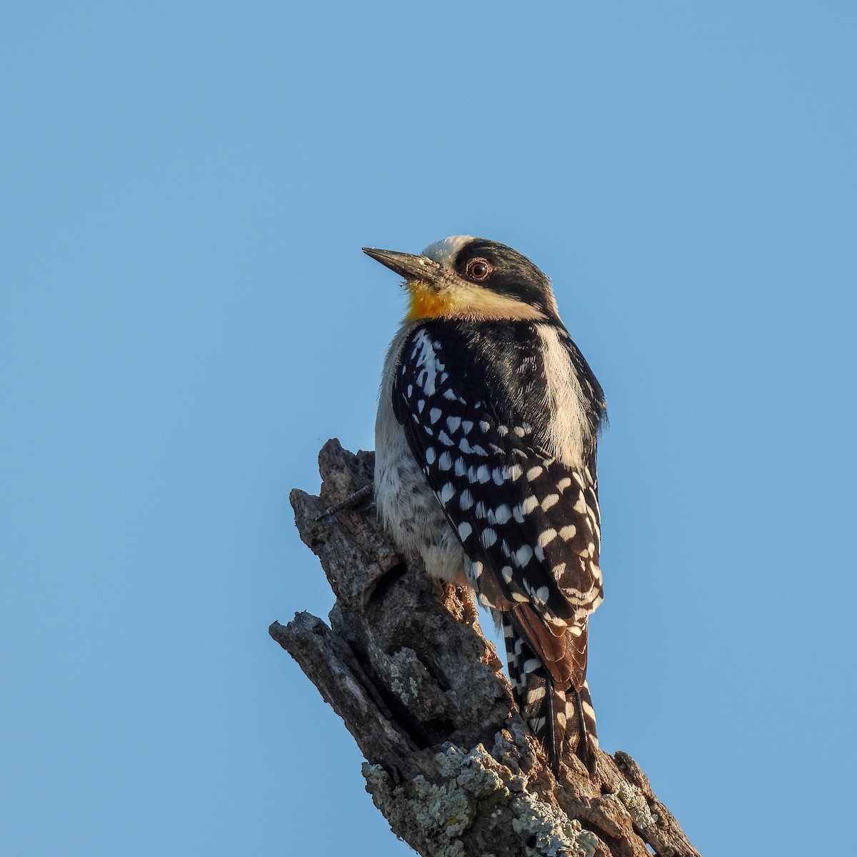 White-fronted Woodpecker - ML608503653
