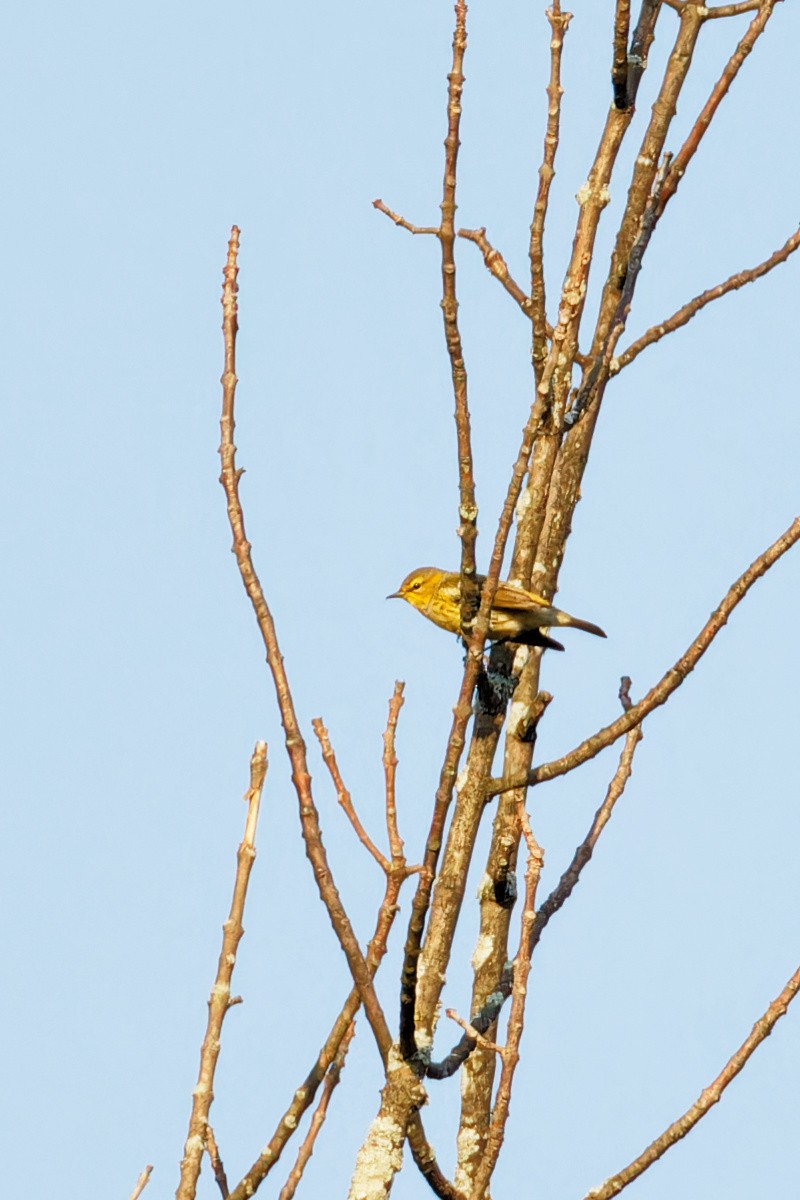 Cape May Warbler - ML608503794