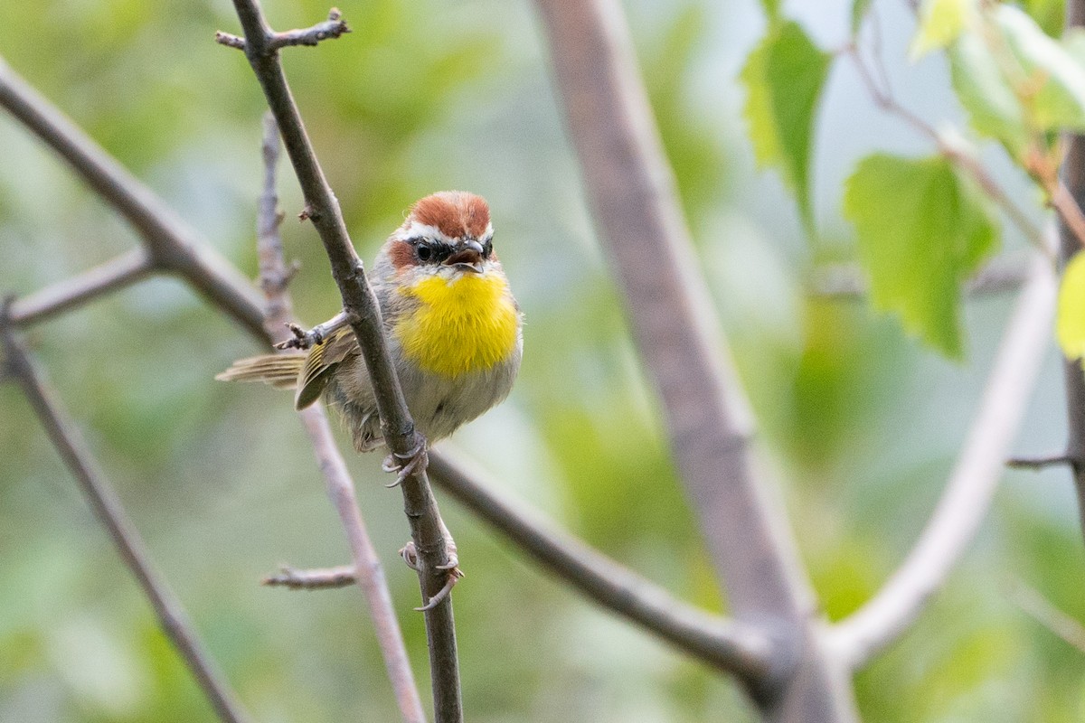 Rufous-capped Warbler - ML608504200
