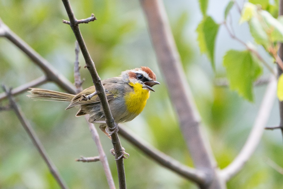 Rufous-capped Warbler - ML608504202