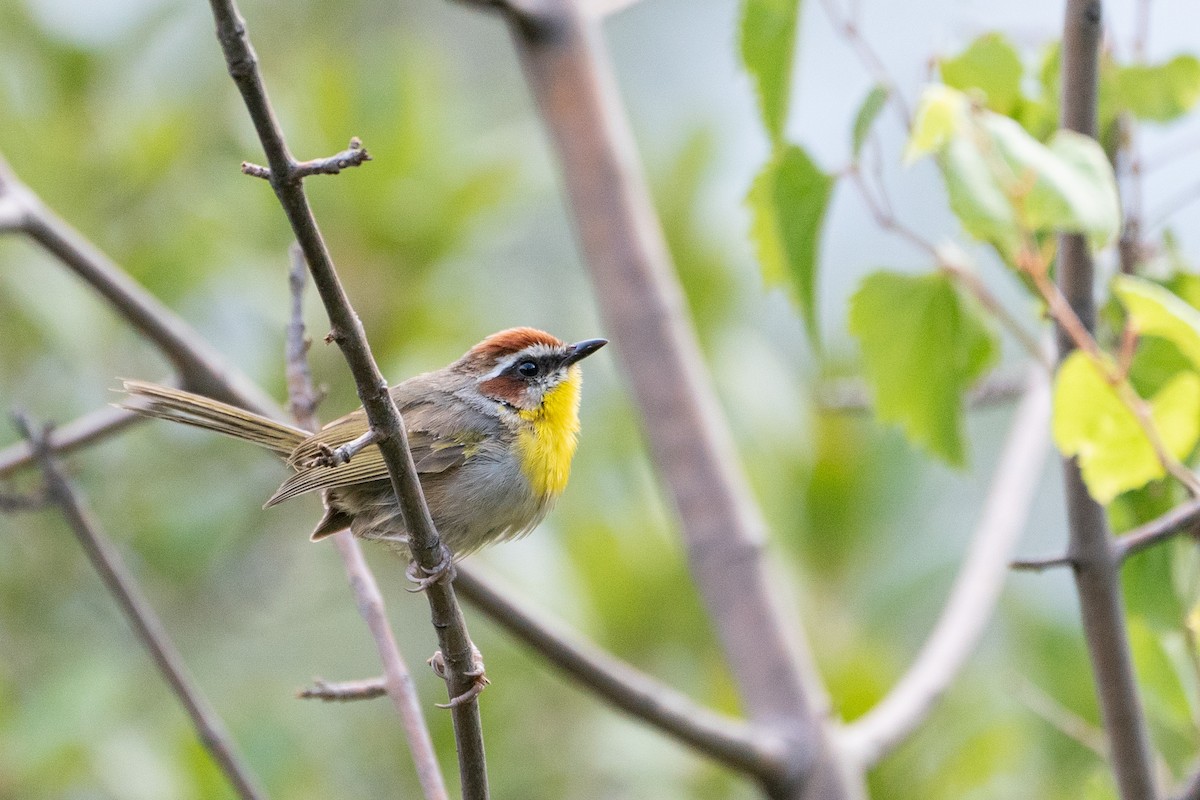 Rufous-capped Warbler - ML608504204