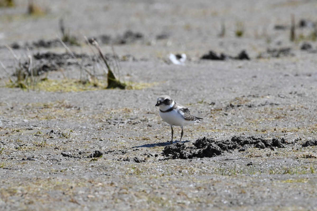 Semipalmated Plover - ML608504736