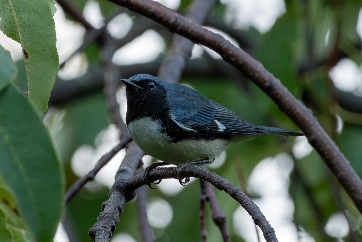 Black-throated Blue Warbler - ML608505218