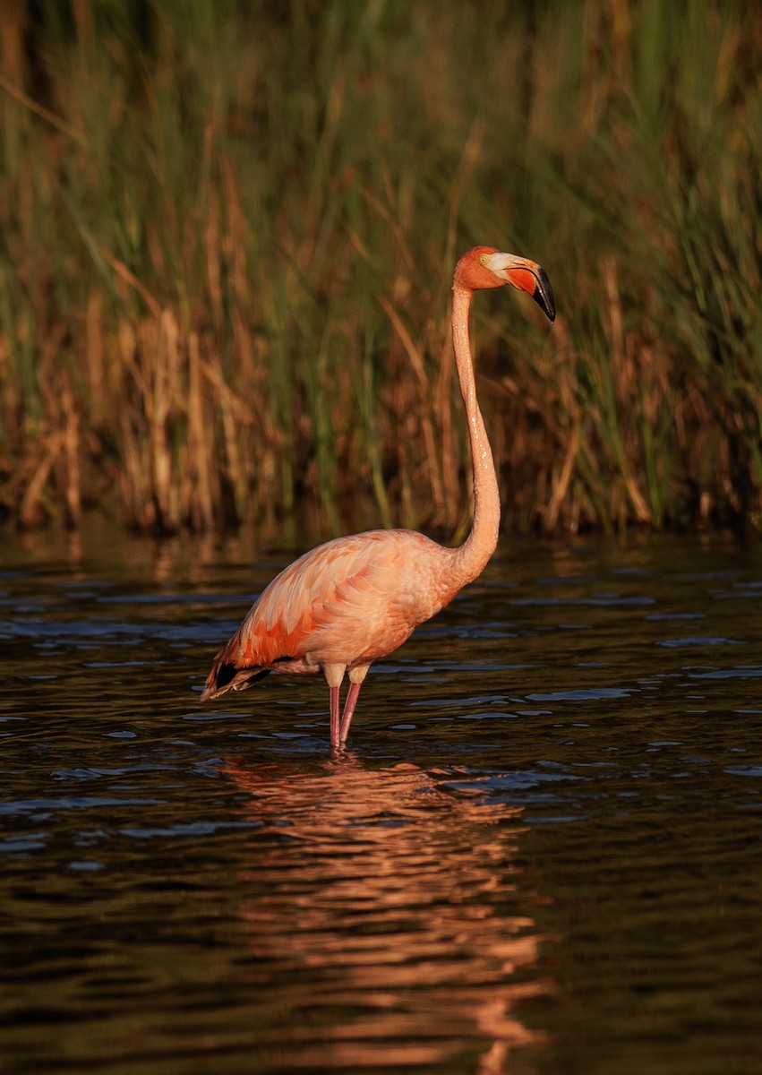 American Flamingo - ML608505740