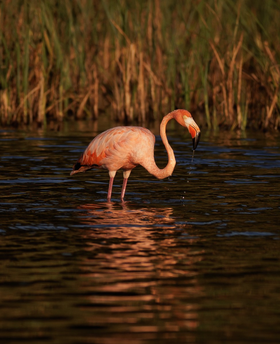 American Flamingo - ML608505743