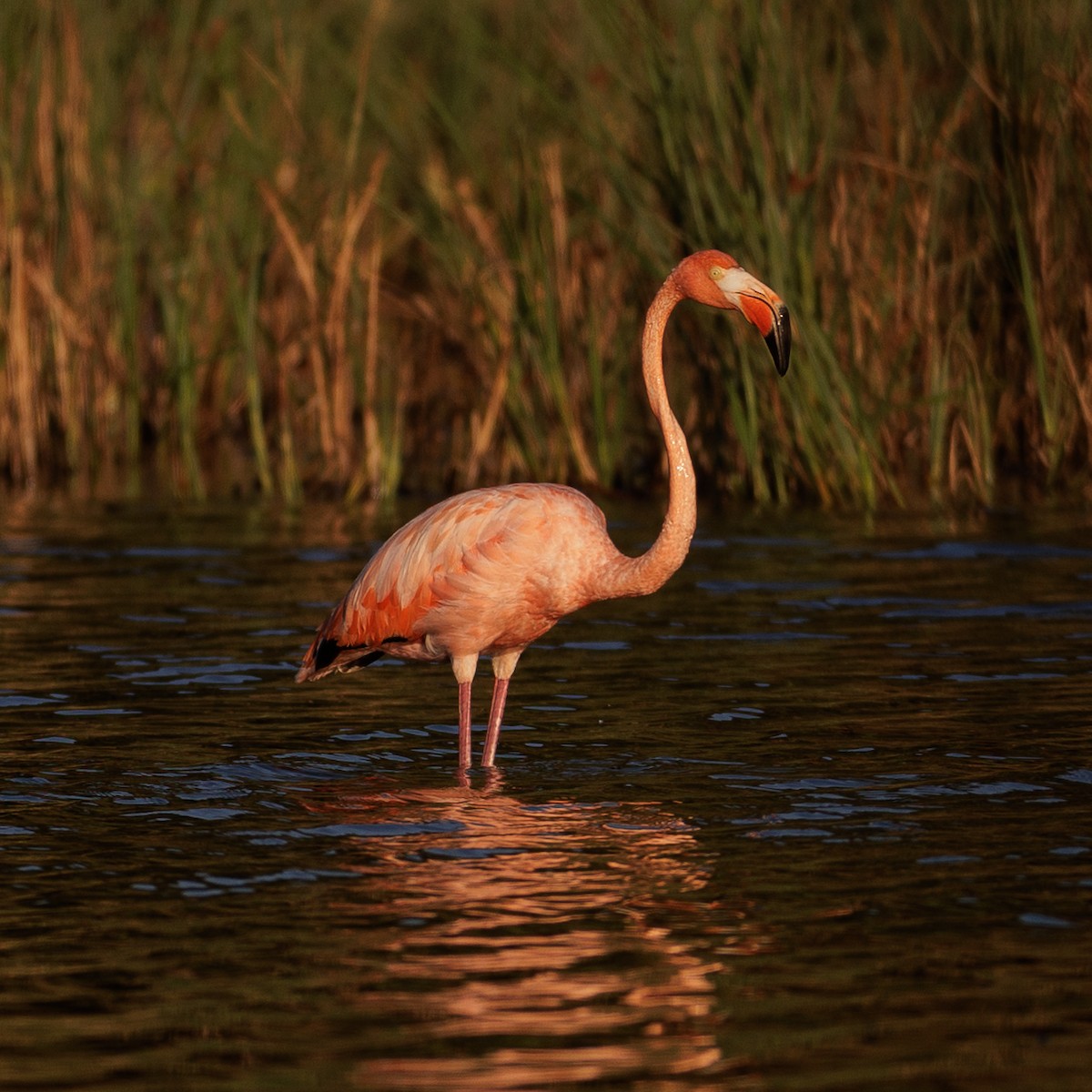 American Flamingo - ML608505744