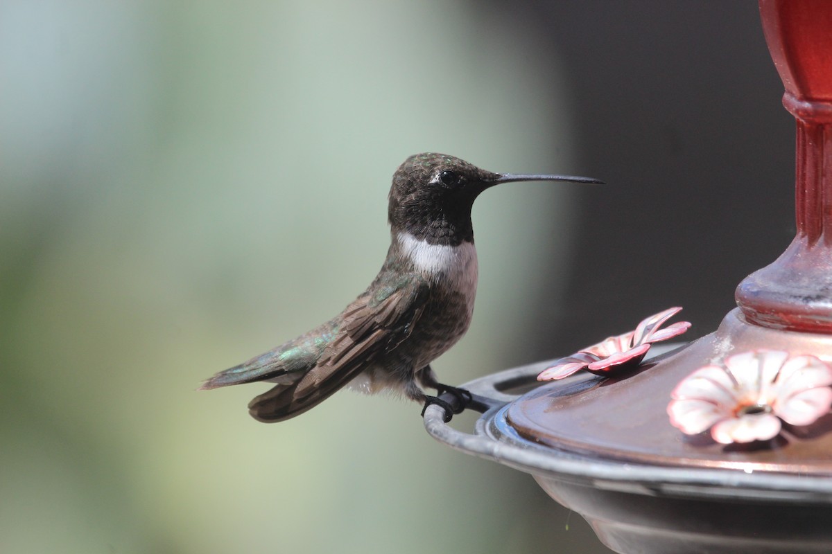 Black-chinned Hummingbird - ML608505806