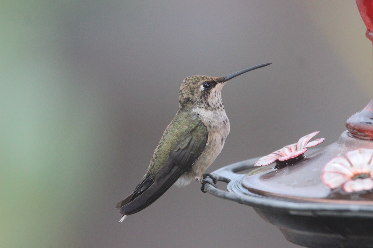 Black-chinned Hummingbird - ML608505807