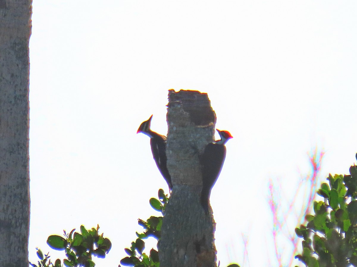 Pileated Woodpecker - Joyce Brady