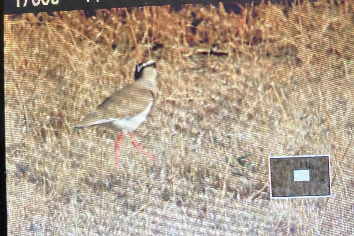 Crowned Lapwing - ML608506449
