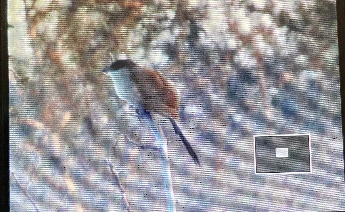 White-browed Coucal - ML608506464