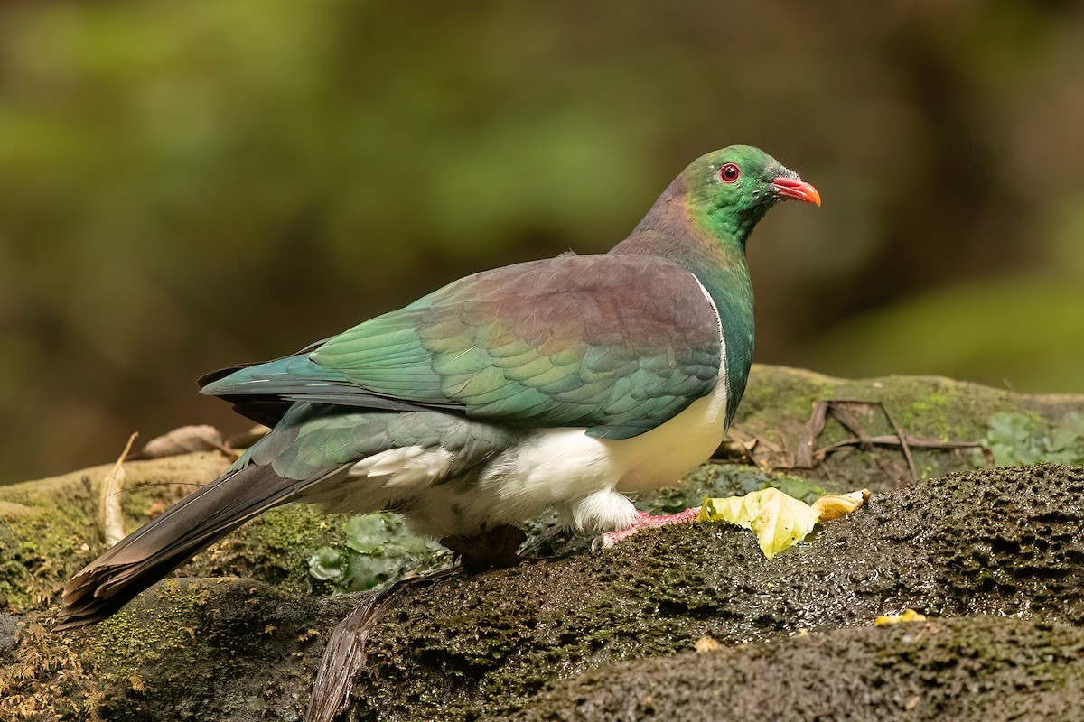New Zealand Pigeon - ML608506625