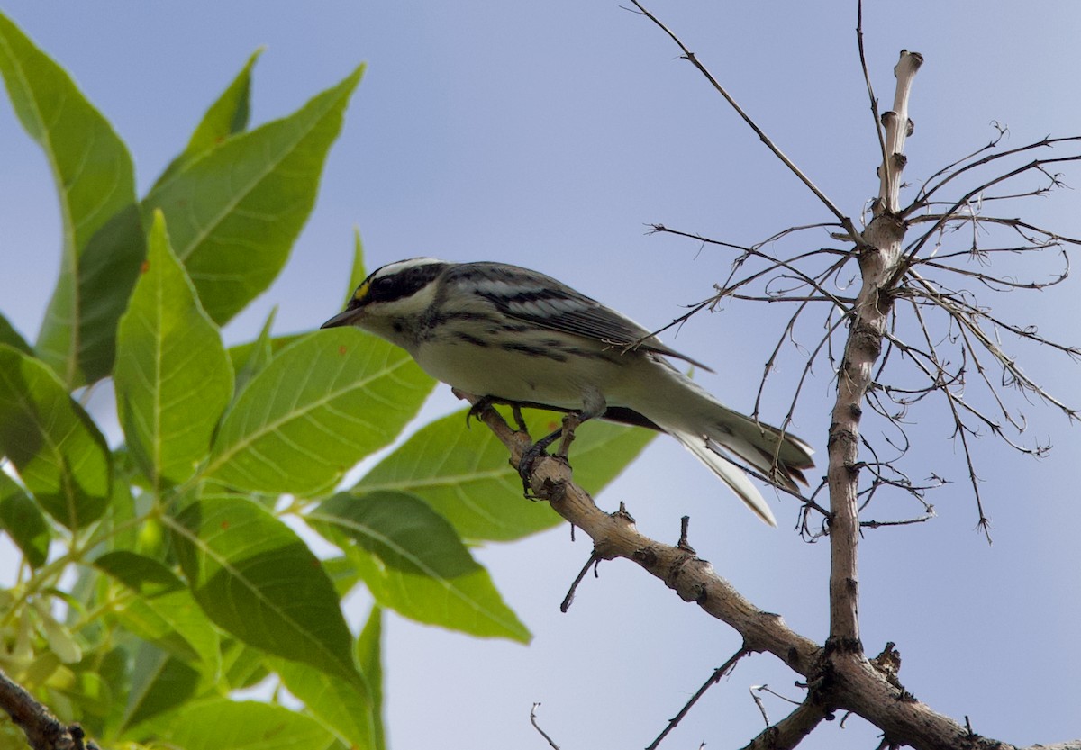 Black-throated Gray Warbler - ML608506746